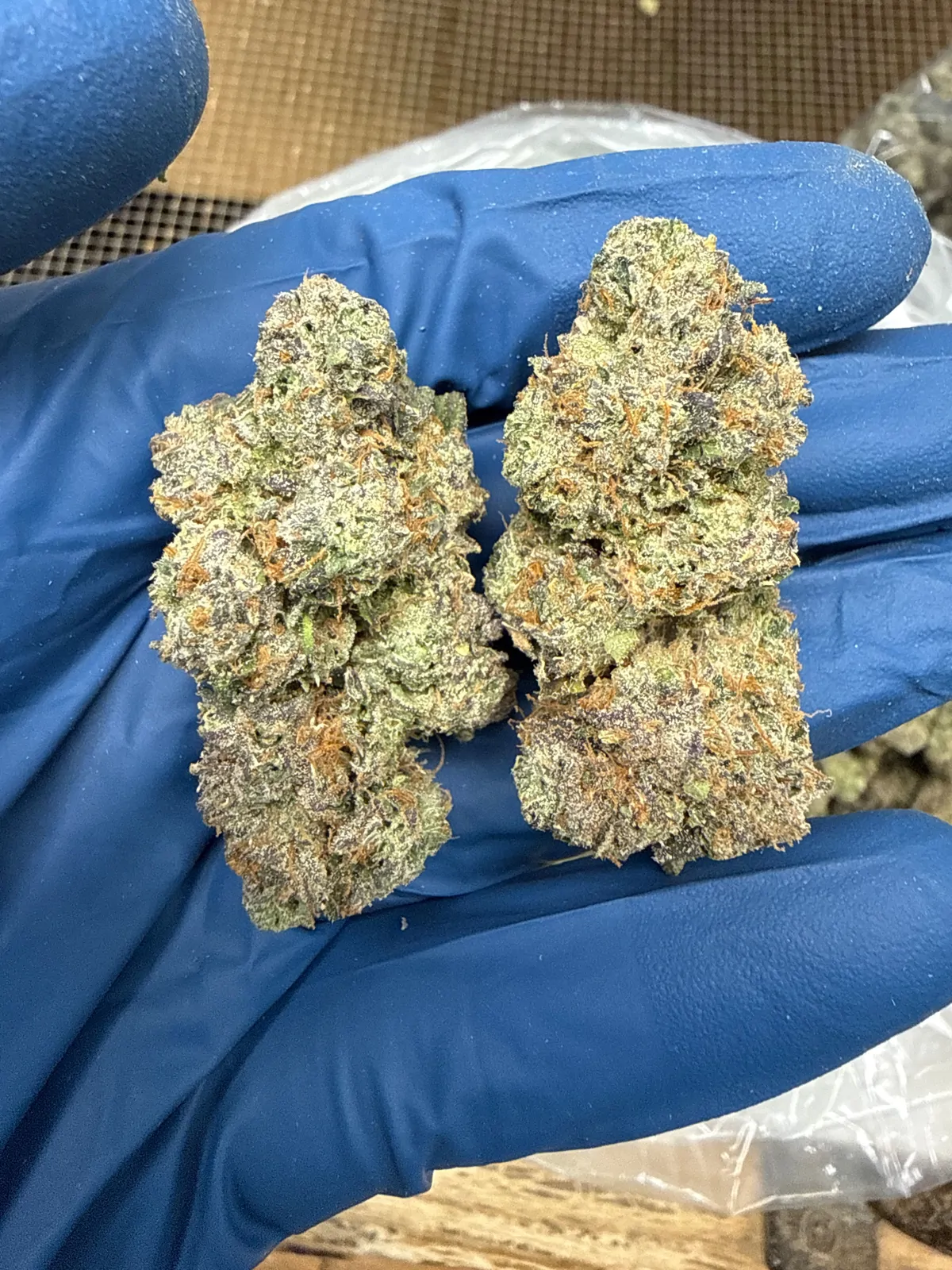 Velvet Candy Flower